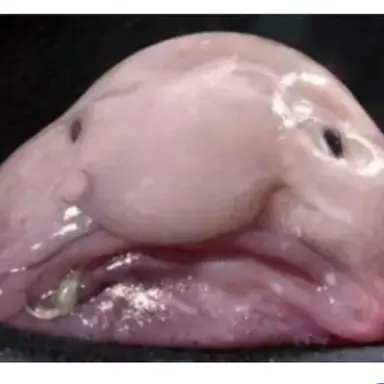 Profile image of 여우