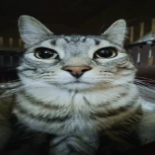 자즈