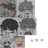 6형제