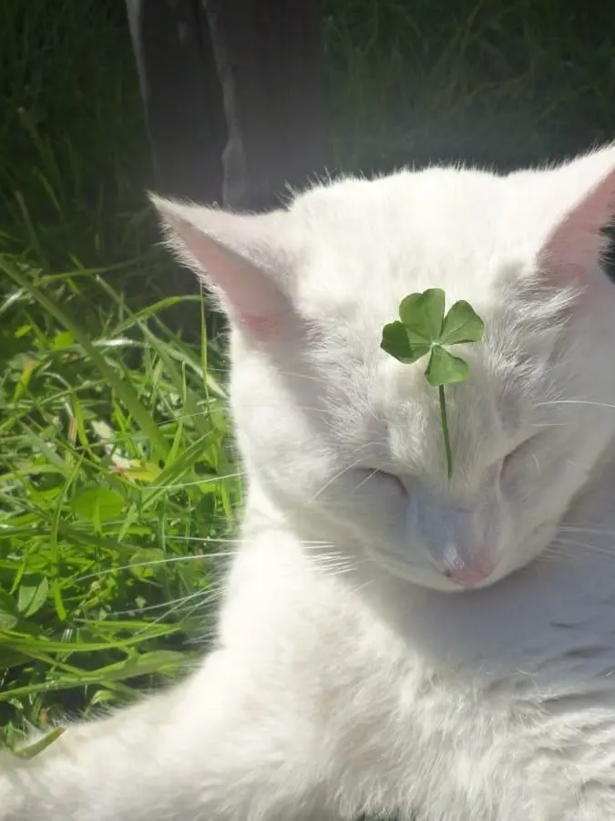 yu0405__의 運命の愛猫