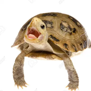 Profile image of 여우