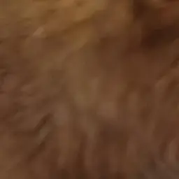 Profile image of 大森元貴