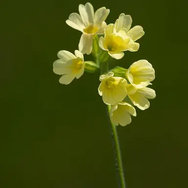 Profile image of 리레볼루션