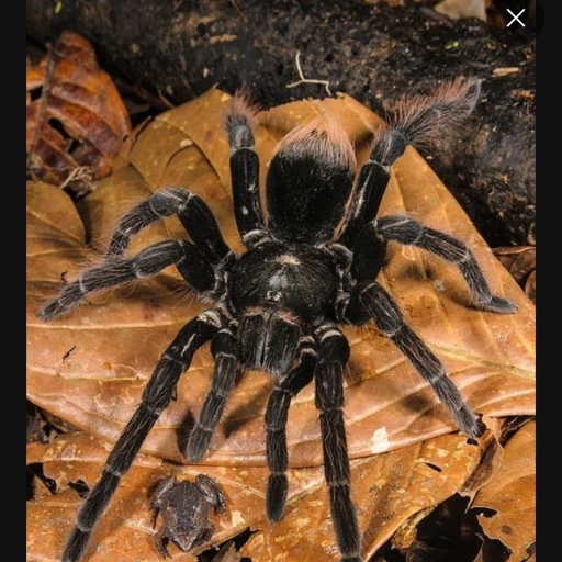 타란툴라