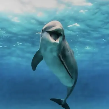 Profile image of 백 안