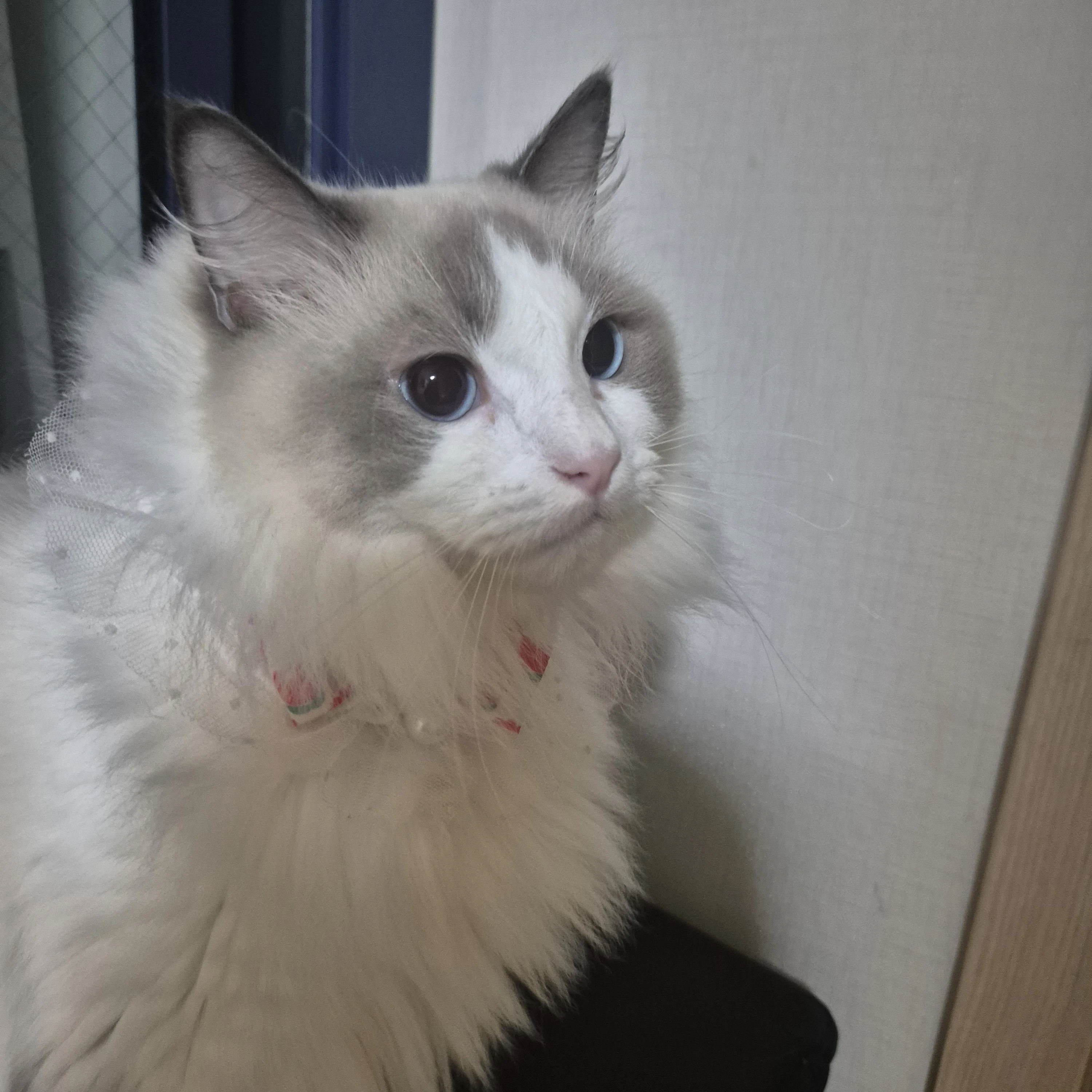 콩이