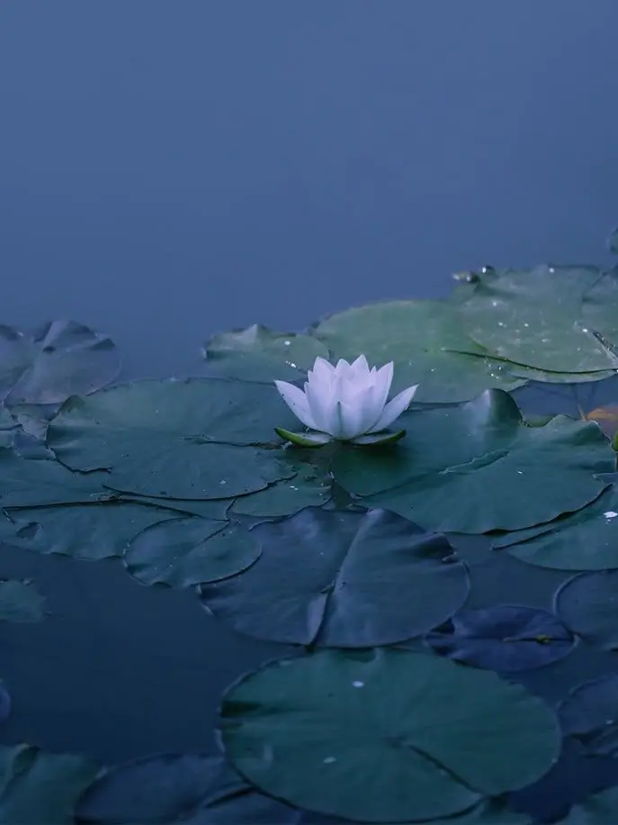 VagueHill1058의 조선의 세자