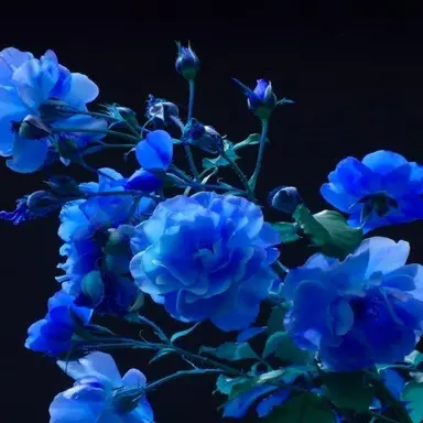 Profile image of 잠뜰