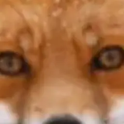 Profile image of 여우