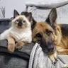 Profile image of Pet life