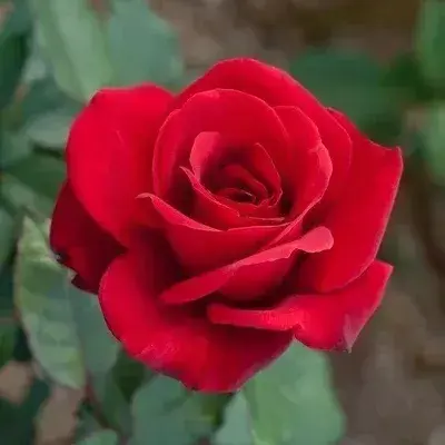 RowdyJar1722의 Lily