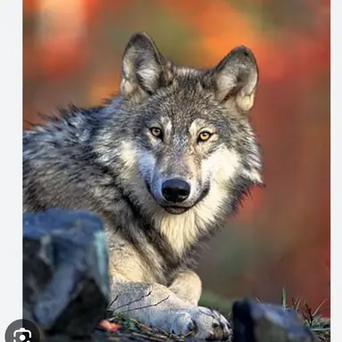 Profile image of 늑대