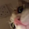 Profile image of 귀여운 고양이