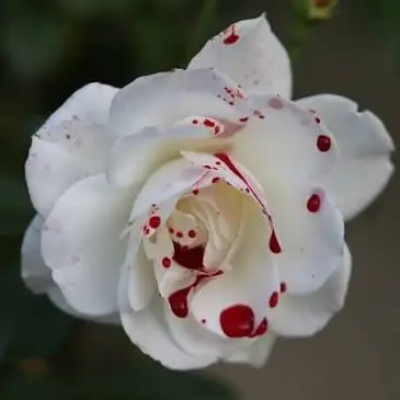Profile image of 데이지