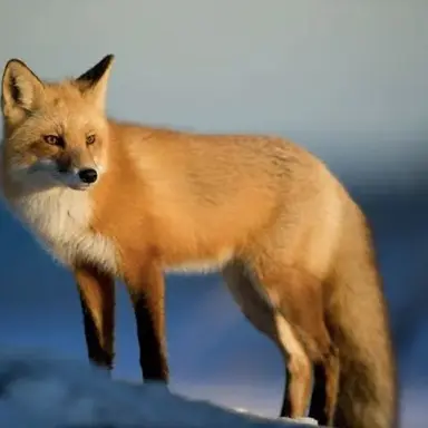 Profile image of 여우