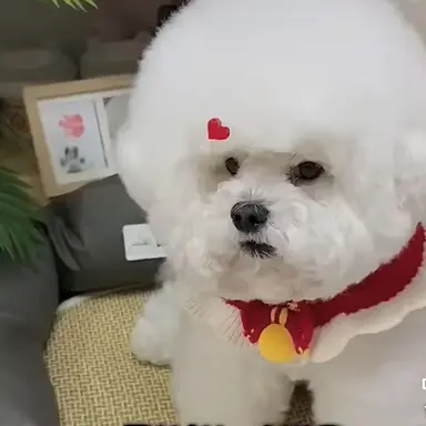 Profile image of 멍뭉이