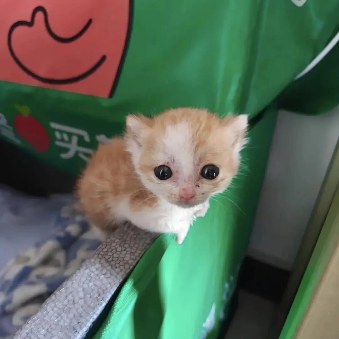 SmokySkirt2969의 Coming Home to Amber