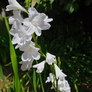 Profile image of 루이쨘