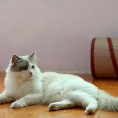 Profile image of 감제이