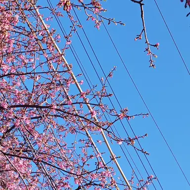 Profile image of カンヒュ達