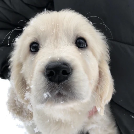 복실이