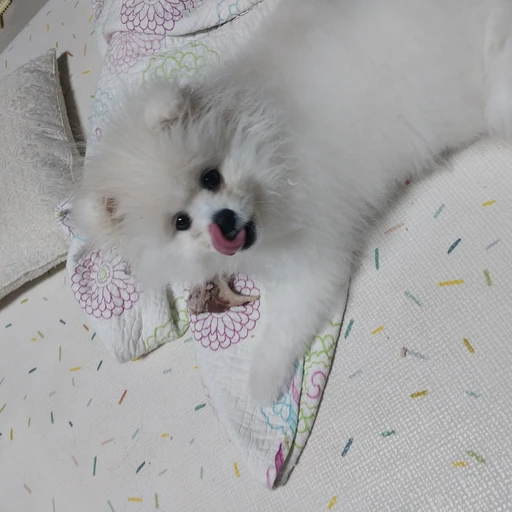 댕댕이