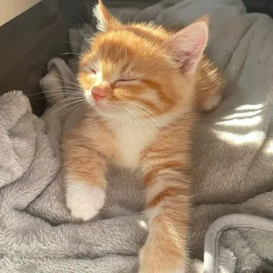 Profile image of 서하연