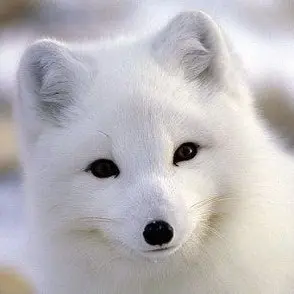 Profile image of 키츠네