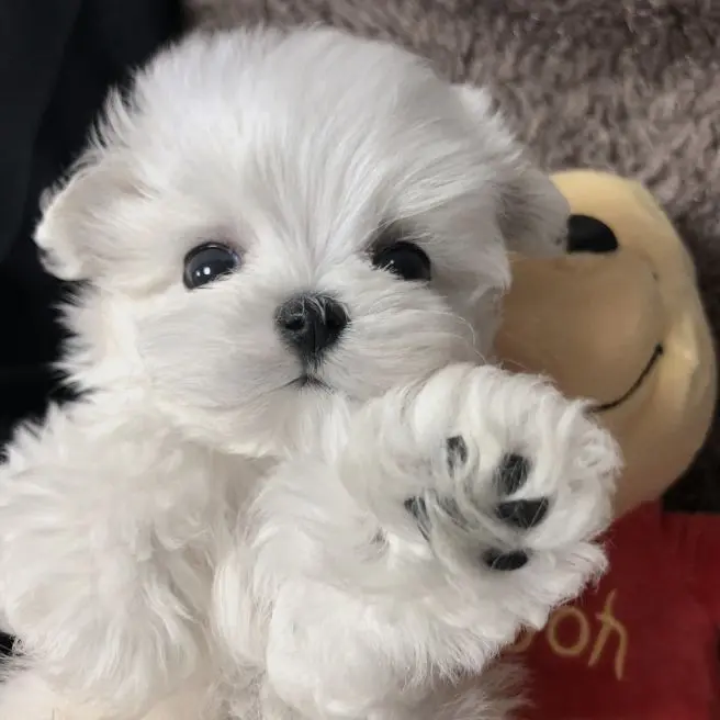 NoisyBatik8314의 말티즈 수인과 동거!?