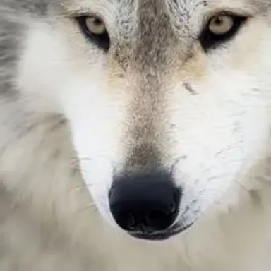 Profile image of 늑대여우 태풍 짱돌