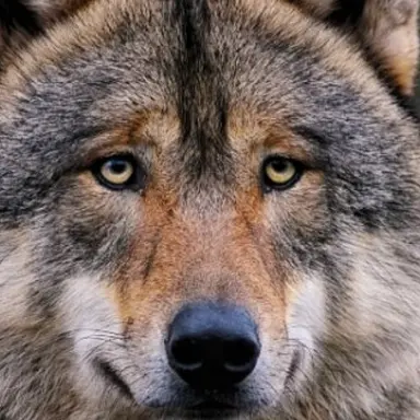 Profile image of 늑대