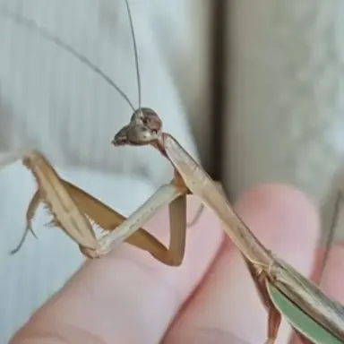 Profile image of 키돌이