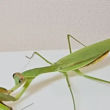 Profile image of 라임이