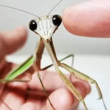 Profile image of 키위