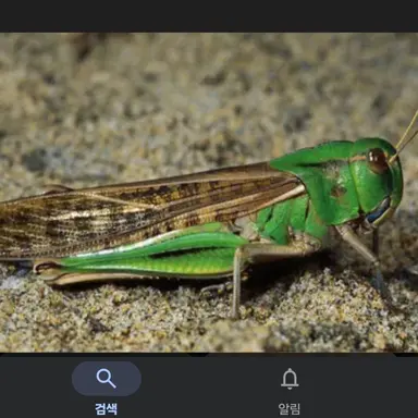 Profile image of 풀무치