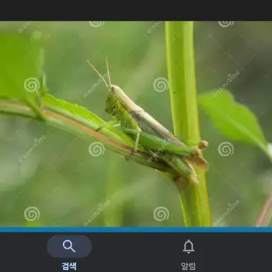 Profile image of 메뚜기