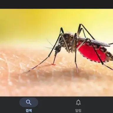 Profile image of 남미새빨 모기