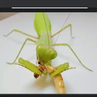 Profile image of 레몬이