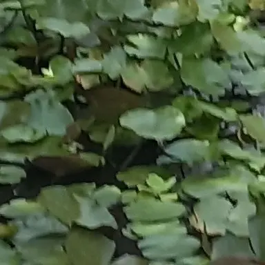 Profile image of 천년나무