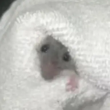 Profile image of Morgan