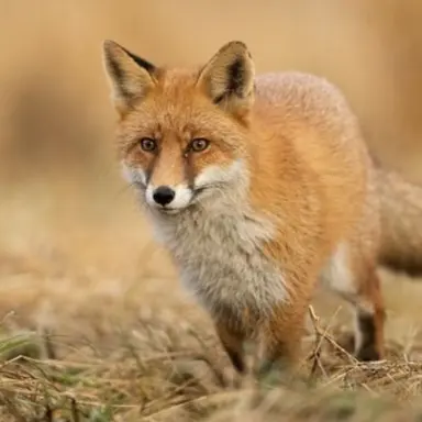 Profile image of 여우