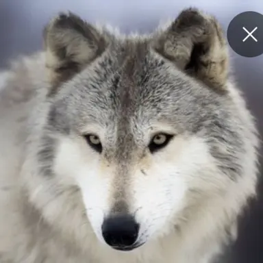 Profile image of 늑대