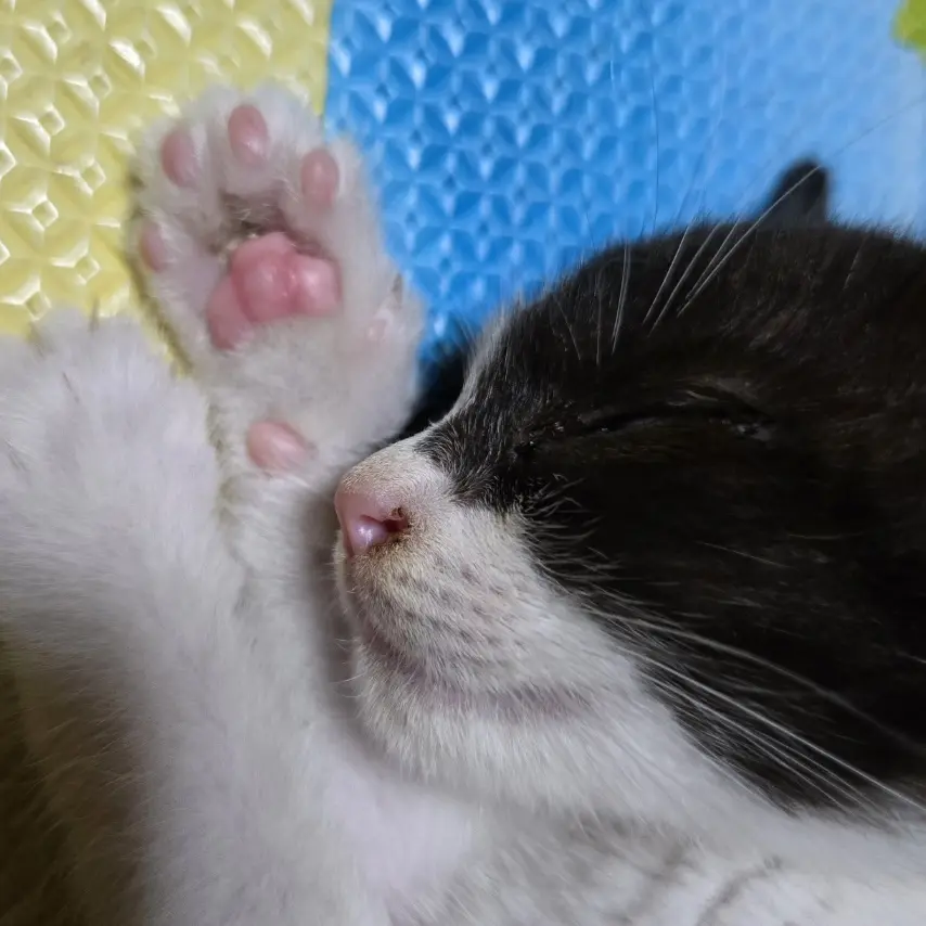 BigCrisp7836의 우리집 고양이 까미