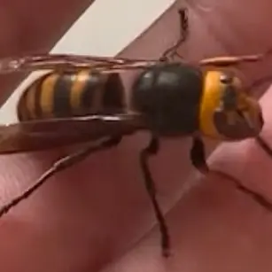 Profile image of 김좀말벌