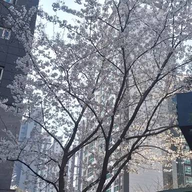 Profile image of 멜로우