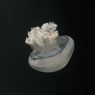 Profile image of スタンリー