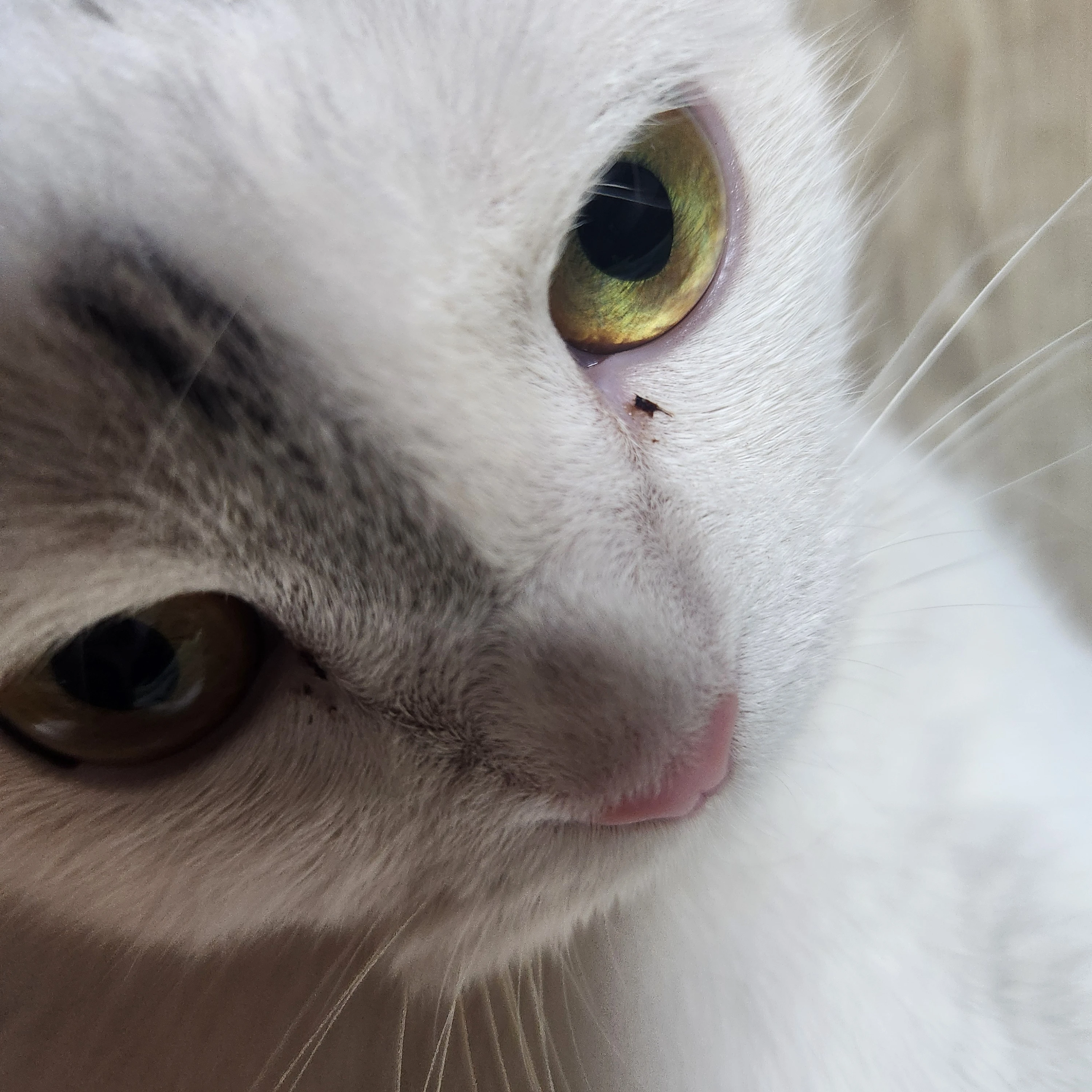 잭