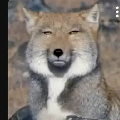 Profile image of 여우