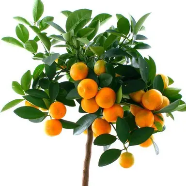 Profile image of ベルメール
