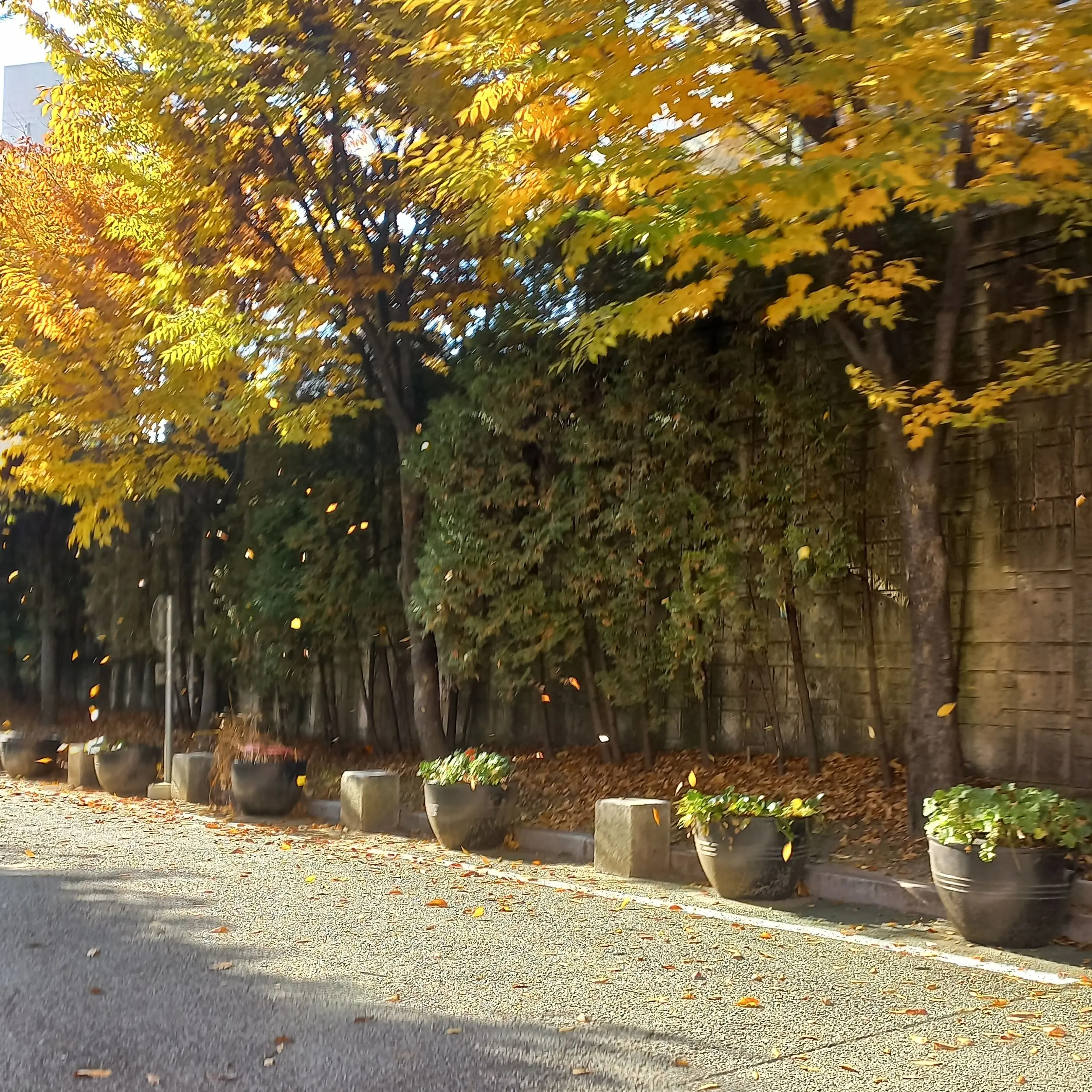 UnitMoaArmyDiveEncer5의 성화 계급 고등학교_뜰팁